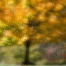 Autumn Tree